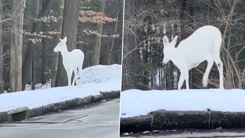 Rare Albino Deer Spotted in Snowy Forest, Internet Calls It ‘White Beauty’ While Reacting to Viral Video