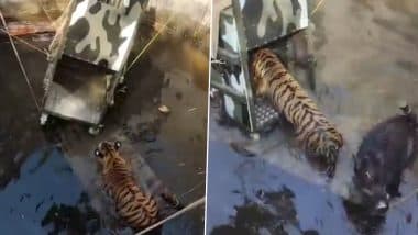 Madhya Pradesh: Tigress, Wild Boar Fall Into Well After Chase Goes Wrong in Pench Tiger Reserve in Seoni; Both Rescued (Watch Video)