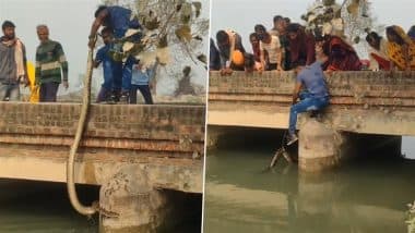 Python Rescue Video: Viral Clip Shows Man Fearlessly Pulling Huge Python From Canal, Earns Online Praises