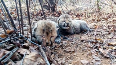 2 Cheetah Cubs Join MP’s ‘Jungle Book’: CM Mohan Yadav Shares Birth of New Members in Kuno National Park (See Pic)