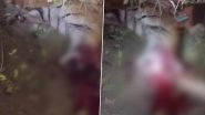 Lakhimpur Kheri: Villagers Beat Tiger to Death After It Attacks Woman in Phulwaria Village (Disturbing Video)