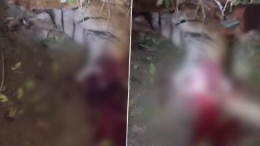 Lakhimpur Kheri: Villagers Beat Tiger to Death After It Attacks Woman in Phulwaria Village (Disturbing Video)