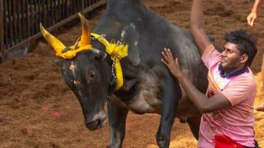 Jallikattu Tragedy: Bull Tamer Gored to Death During Bull-Taming Sport at Kalaignar Stadium in Tamil Nadu’s Alanganallur