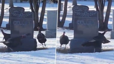 Bizarre! Turkeys Circle Harris Gravestone in US’ North Dakota, Video Goes Viral