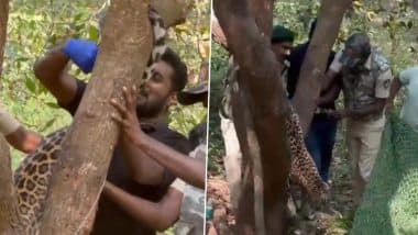 Leopard Stuck in Snare: Karnataka Forest Officials Rescue Big Cat Near Moodbidri (Watch Video)