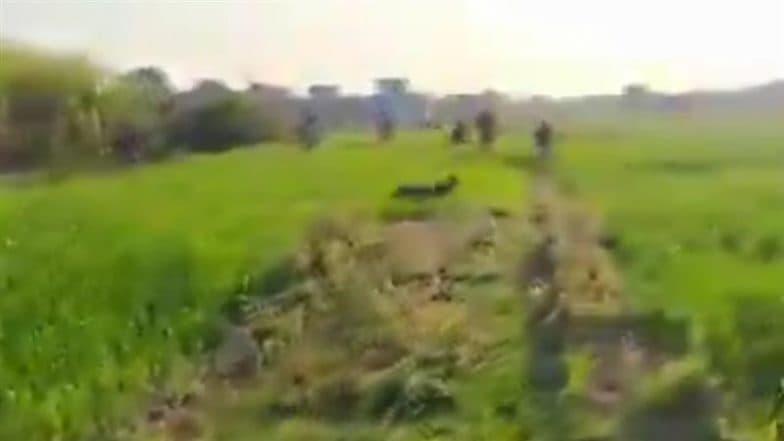 Leopard Spotted in Haridwar: Big Cat Spotted Sprinting Through Fields As Forest Officials Attempts To Capture It in Chamaria, Video Goes Viral