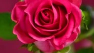 Happy Rose Day 2025 Greetings, Wishes and Messages For Valentine Week Day 1