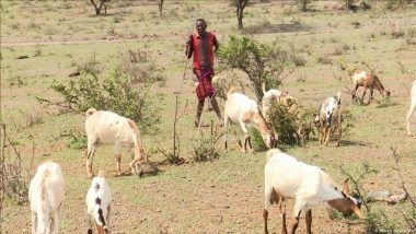 Does the Global Carbon Offset Sector Need an Overhaul?