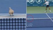 Pigeon Stops Play at Dubai Tennis Championships 2025! Spectators Left Stunned by Unexpected Intruder’ in Live Match (Watch video)