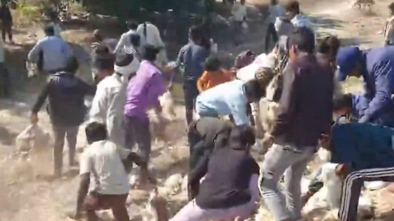 Chicken Loot on Kannauj Expressway: Pickup Truck Overturns After Driver Falls Asleep, Crowd Steals Scattered Birds, Video Goes Viral