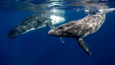 Blue Whales and Humpback Whales Sing When They Have Had a Good Meal, Shows New Research