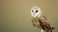 India News | Wildlife Department Rescues Injured Owl in Udhampur Khagote Village