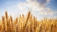 Business News | Rabi Crops Sowing Area Surpasses Previous Season; Up 1.5%