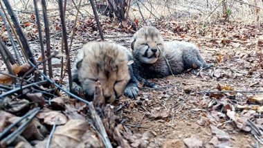 India News | Madhya Pradesh: Cheetah Family in India Grows to 26 as Kuno Welcomes 2 New Cubs