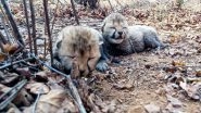 India News | Female Cheetah Veera Gives Birth to Two Cubs at Kuno: MP CM Mohan Yadav