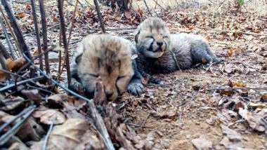 India News | Female Cheetah Veera Gives Birth to Two Cubs at Kuno: MP CM Mohan Yadav