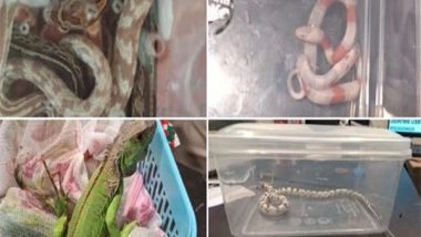 India News | Two Held at Jaipur Airport with 9 Wildlife Species Hidden in Luggage