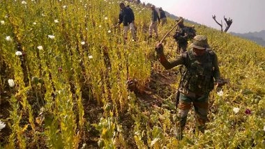 India News | Manipur: Security Forces Destroy Illicit Poppy Cultivation in Kangpokpi
