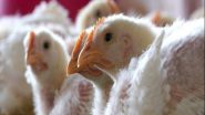 India News | Bird Flu Outbreak in Andhra's Eluru, Authorities Deploy Teams and Set Up Control Room