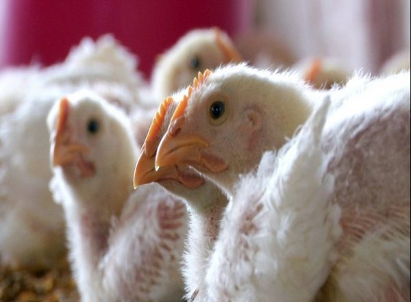India News | Bird Flu Outbreak in Andhra's Eluru, Authorities Deploy Teams and Set Up Control Room