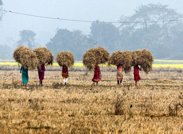 Business News | Scaling Solar-based Technologies Can Transform Farm Sector's Productivity: Industry Experts at India Energy Week 2025