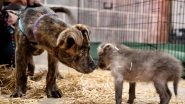 Unusual Friendship! Orphaned Wolf Pup Forms Adorable Bond With Shelter Dog at Kansas Zoo, Pictures of the Duo Capture Internet&rsquo;s Heart (View Photos)