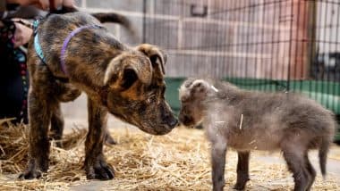 Unusual Friendship! Orphaned Wolf Pup Forms Adorable Bond With Shelter Dog at Kansas Zoo, Pictures of the Duo Capture Internet’s Heart (View Photos)