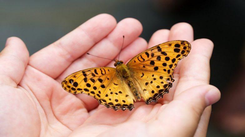 Brazil Shocker: 14-Year-Old Boy Falls Sick and Dies After Injecting Dead Butterfly's Mixture, Police Suspect Viral Challenge Behind Teenager's Mysterious Death