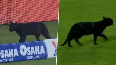 Cat Stops Play as It Enters Field in Karachi's National Bank Stadium During PAK vs NZ Tri-Series 2025 Final, Video Goes Viral