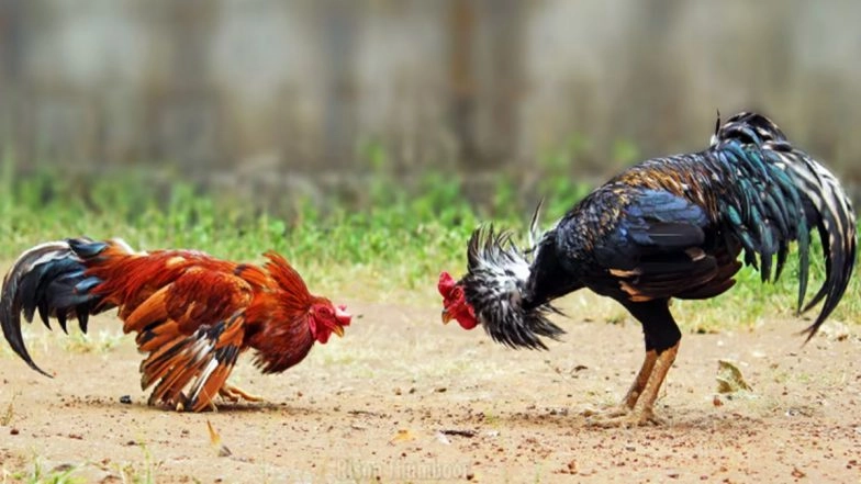 Cockfight at Farmhouse: Police Serve Notice to BRS MLC