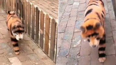 Tigers or Dogs? Chinese Zoo Causes Outrage After Painting Chow Chow Canines To Look Like Wild Cats in Appalling Stunt (See Pics and Videos)