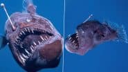 Black Seadevil Fish Caught on Camera: Scary-Looking Humpback Anglerfish Seen Off Spanish Coast in Tenerife, Video Surfaces