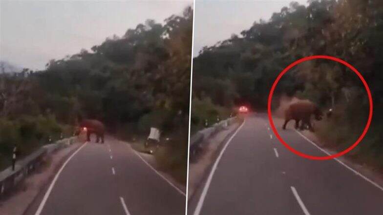 Elephant Attack in Tamil Nadu: German Tourist Killed After Wild Tusker Attacks Him on Tiger Valley Hill Road in Valparai; Video Surfaces