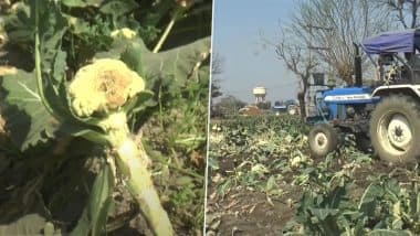 Amroha: Upset Over Cauliflower Selling at INR 1 per Kg in Wholesale Market, Farmers Run Tractors Over Standing Crops (Watch Video)