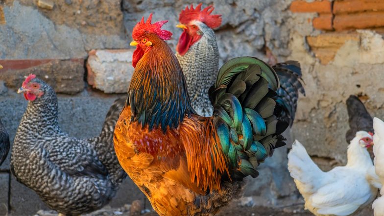 Kerala Rooster’s Early Morning Crowing Lands It in Legal Trouble, Ordered to Relocate