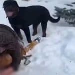 Rottweiler Attack: Brave Mother Uses Body To Shield Child During Vicious Dog Attack in Russia’s Yekaterinburg, Terrifying Video Surfaces