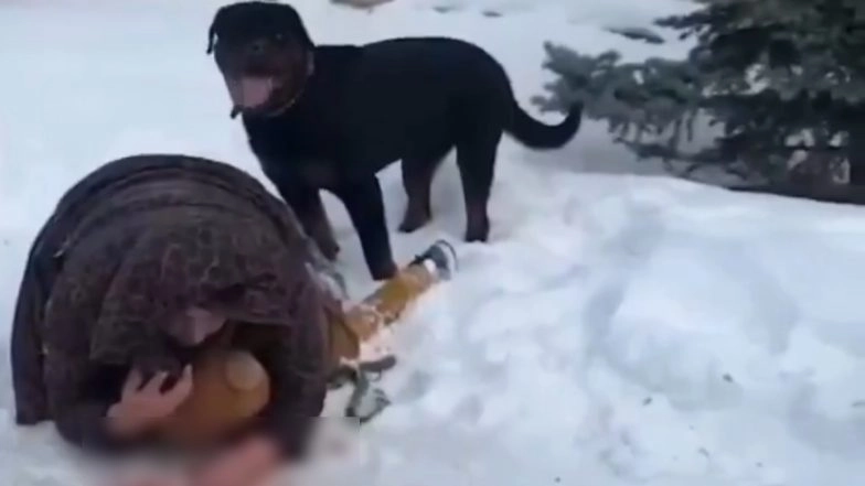 Rottweiler Attack: Brave Mother Uses Body To Shield Child During Vicious Dog Attack in Russia’s Yekaterinburg, Terrifying Video Surfaces