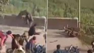 Leopard Attack Caught on Camera in UP: Panic Among Locals As Big Cat Goes on Rampage in Bahraich, Attacks Villagers Leaving 6 Injured; Terrifying Video Surfaces