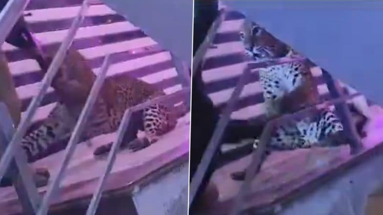 Leopard 'Gatecrashes' Lucknow Wedding: Big Cat Attacks Police Team, Forest Guards After Straying Into Marriage Hall, Dramatic Video Surfaces