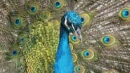 Sundargarh Shocker: Man Kills Peacock in Odisha's Rushimath Reserve Forest Using Catapult and Mud Pellets, Caught While Returning After Hunting Protected Bird