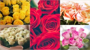 Rose Colours With Meaning: This Rose Day 2025, Know the Significance of Different Rose Colors and What Do They Represent