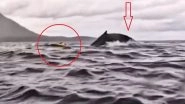 Miraculous Escape: Humpback Whale Briefly Swallows Kayaker off Chilean Coast Before Quickly Releasing Him Unharmed, Frightening Moment Caught on Camera (Watch Video)