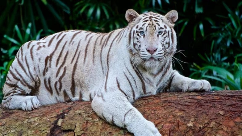 Central Zoo Authority Gives Nod for White Tiger Breeding Centre in MP's Rewa
