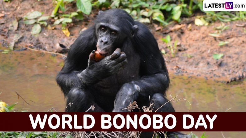 When Is World Bonobo Day 2025? Know Date and Significance of the Day That Highlights the Plight of Bonobos
