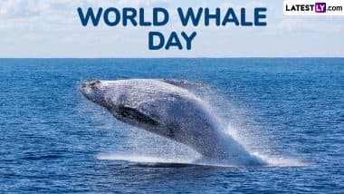 World Whale Day 2025 Date: Know History and Significance of the Day That Raises Awareness About the Importance of Whales and the Threats They Face