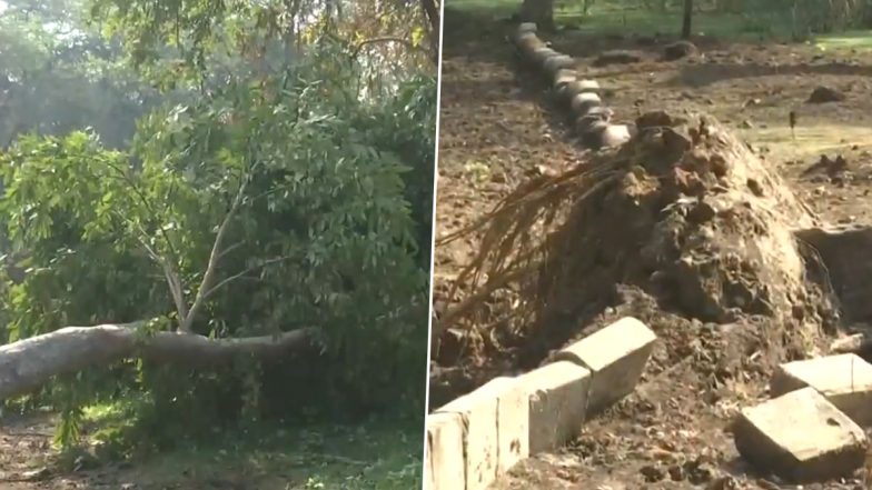 Delhi: Old Tree Uprooted at Dhaula Kuan’s Jheel Park After 4.0-Magnitude Earthquake