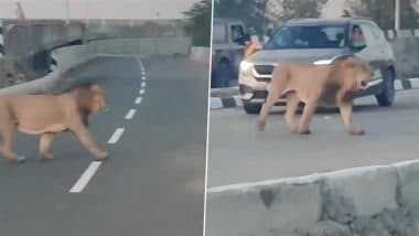 Lion in Gujarat: Big Cat Roams Bhavnagar-Somnath Highway, Brings Traffic to Standstill (Watch Video)