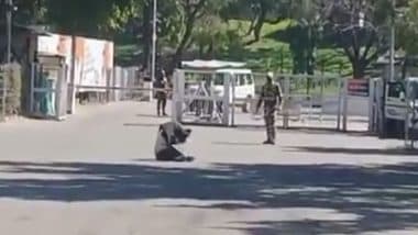 Bee Attack: Swarm of Bees Attacks Security Officials Outside Haryana Civil Secretariat In Chandigarh, 2 CISF Personnel Among 6 Injured (Watch Video)