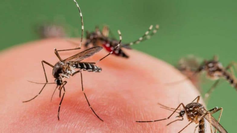 'Catch 5 Mosquitoes, Win Cash' Bounty on Mosquitoes Announced in Manila As Philippines Village Offers Prize Money To Fight Dengue (Watch Video)