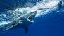 Shark Attack at Perth's Sorrento Beach: Swimmer Killed, Beach Closed; 5th Australian Fatality This Year